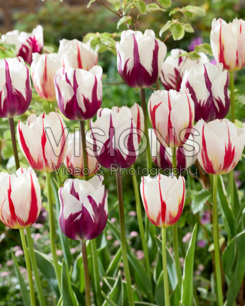 Tulipa Happy Generation, Rems Favourite Tulipa Happy Generation, Rems Favourite