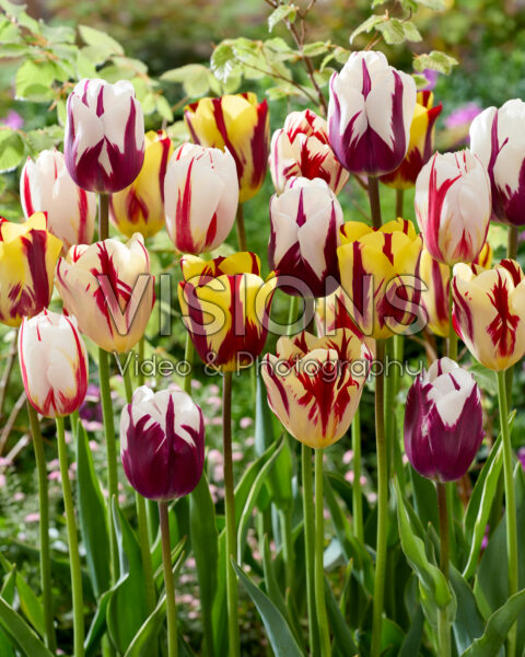 Tulipa bicolour mix Tulipa bicolour mix