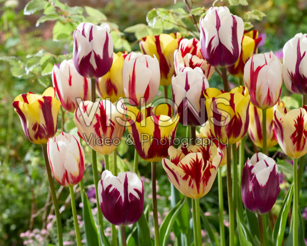 Tulipa mix tweekleurig Tulipa mix tweekleurig