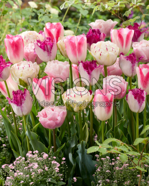 Tulipa mix Tulipa mix