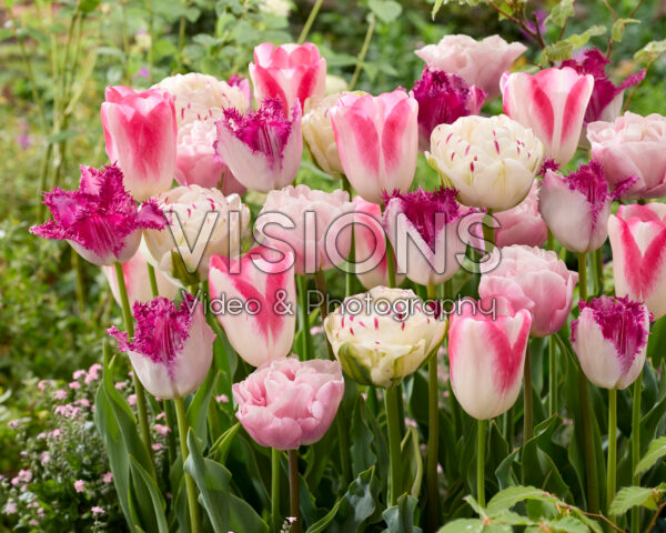 Tulipa mix Tulipa mix