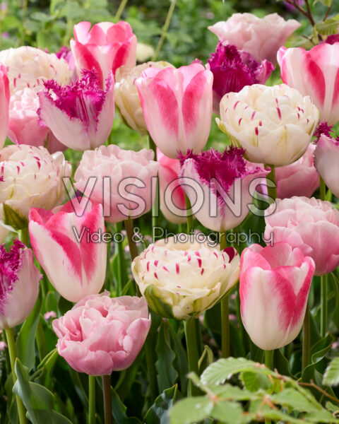 Tulipa mix Tulipa mix