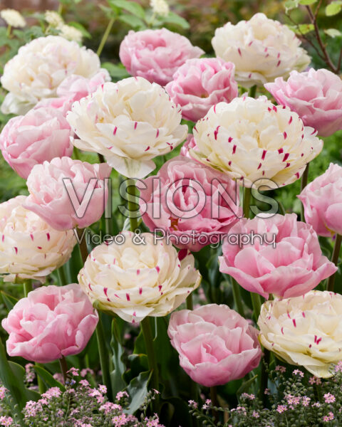 Tulipa Danceline, Mariage Tulipa Danceline, Mariage