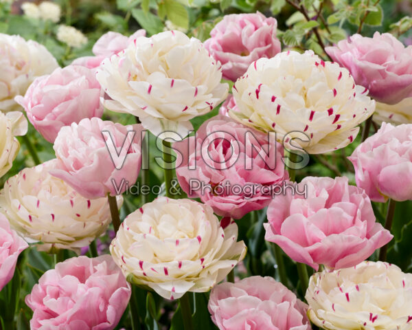 Tulipa Danceline, Mariage Tulipa Danceline, Mariage