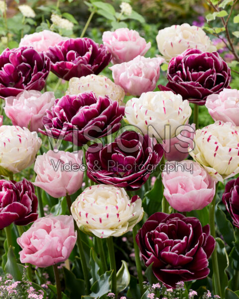 Tulipa dubbel gemengd Tulipa dubbel gemengd