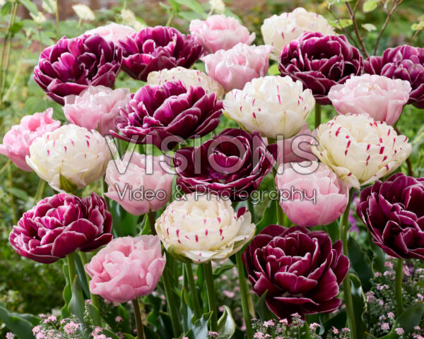 Tulipa dubbel gemengd Tulipa dubbel gemengd