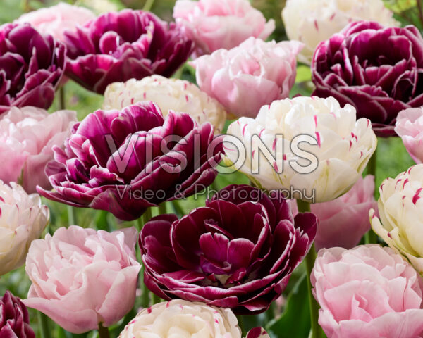 Tulipa dubbel gemengd Tulipa dubbel gemengd