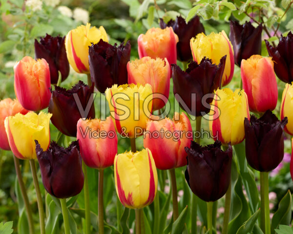 Tulipa fringed mix