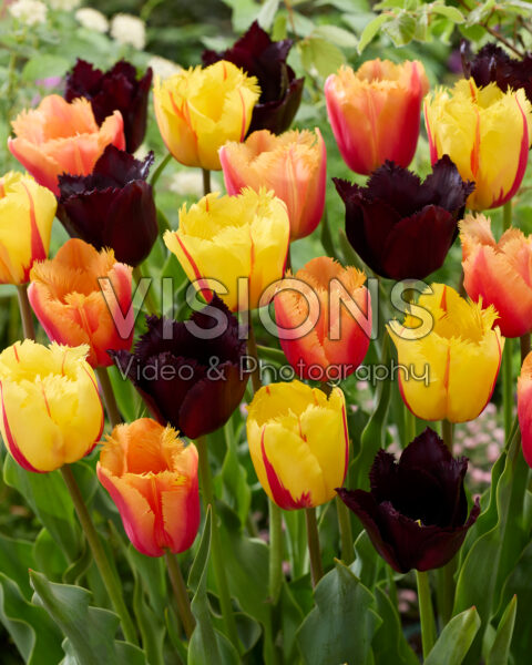 Tulipa fringed mix Tulipa fringed mix