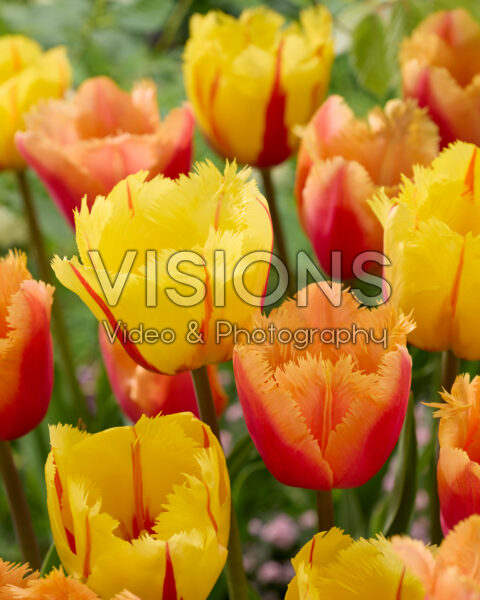 Tulipa Lambada, Flamenco