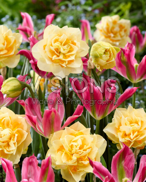Narcissus Bianca Maria, Tulipa Virichic Narcissus Bianca Maria, Tulipa Virichic