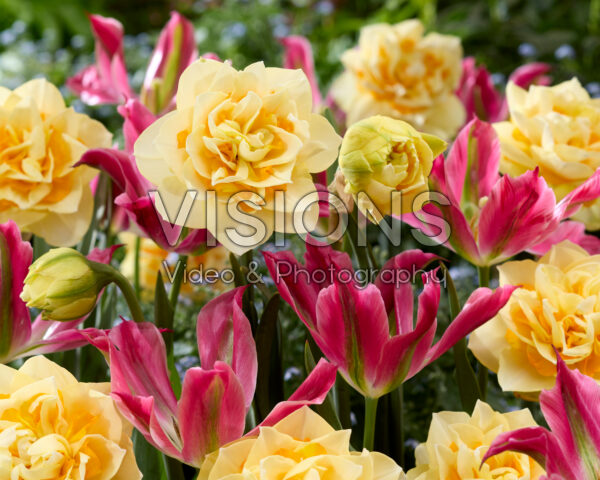 Narcissus Bianca Maria, Tulipa Virichic Narcissus Bianca Maria, Tulipa Virichic