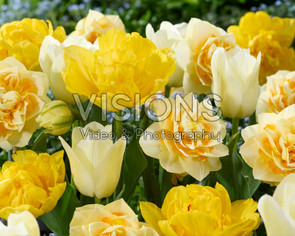Yellow tulip and daffodil mix Yellow tulip and daffodil mix