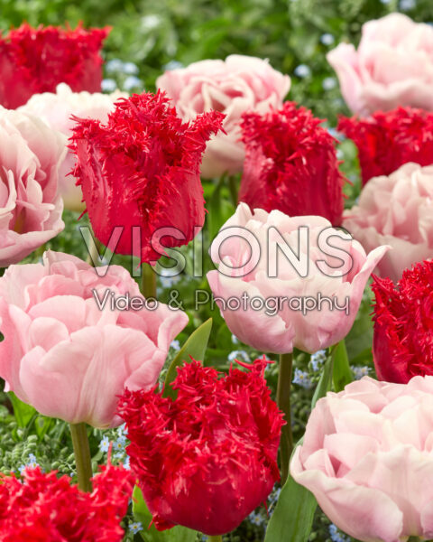 Tulipa Barbados, Mariage Tulipa Barbados, Mariage