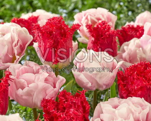 Tulipa Barbados, Mariage Tulipa Barbados, Mariage