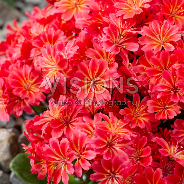 Lewisia cotyledon Sunset Glow Lewisia cotyledon Sunset Glow