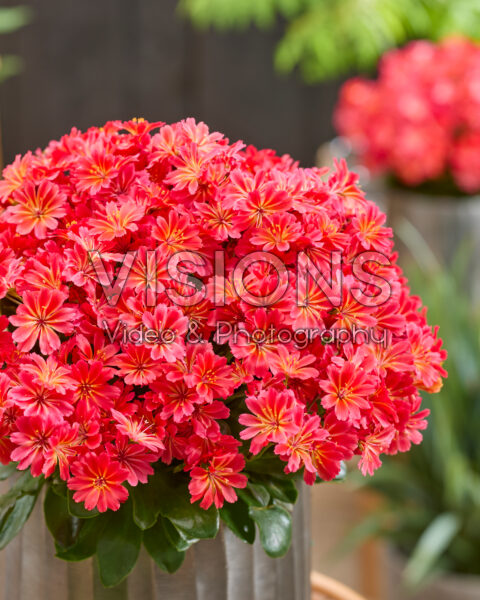 Lewisia cotyledon Sunset Glow Lewisia cotyledon Sunset Glow