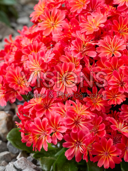 Lewisia cotyledon Sunset Glow Lewisia cotyledon Sunset Glow