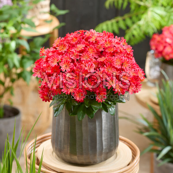 Lewisia cotyledon Sunset Glow Lewisia cotyledon Sunset Glow