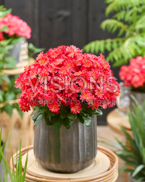Lewisia cotyledon Sunset Glow