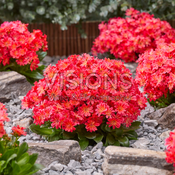 Lewisia cotyledon Sunset Glow Lewisia cotyledon Sunset Glow
