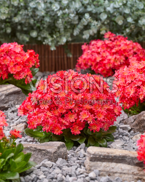 Lewisia cotyledon Sunset Glow Lewisia cotyledon Sunset Glow