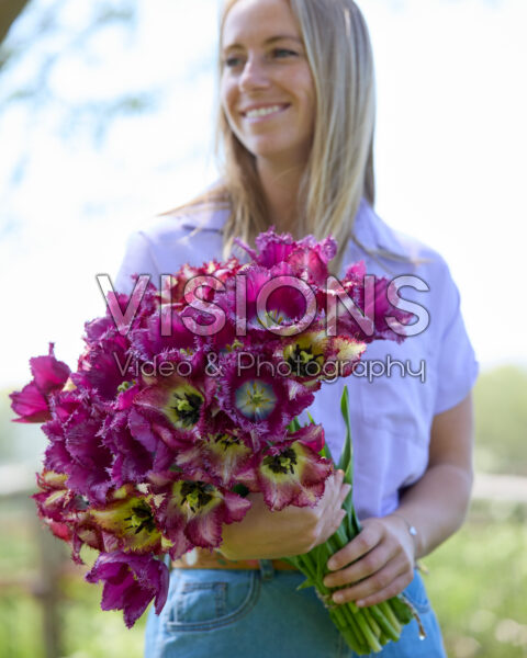 Lady with mixed tulip bouquet purple Lady with mixed tulip bouquet purple
