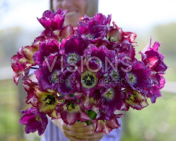 Lady with mixed tulip bouquet purple Lady with mixed tulip bouquet purple