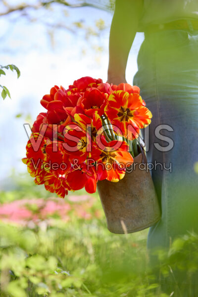 Dame met gemengd tulpenboeket Dame met gemengd tulpenboeket