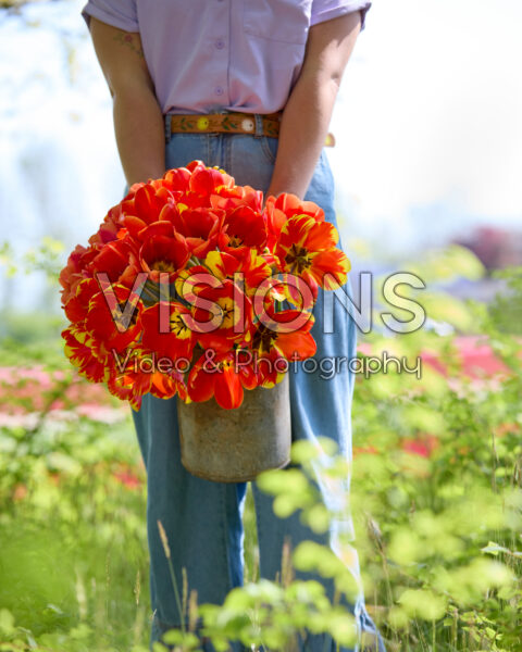 Lady with mixed tulip bouquet Lady with mixed tulip bouquet