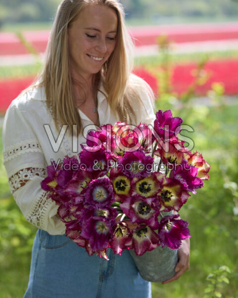 Lady with mixed tulip bouquet purple Lady with mixed tulip bouquet purple