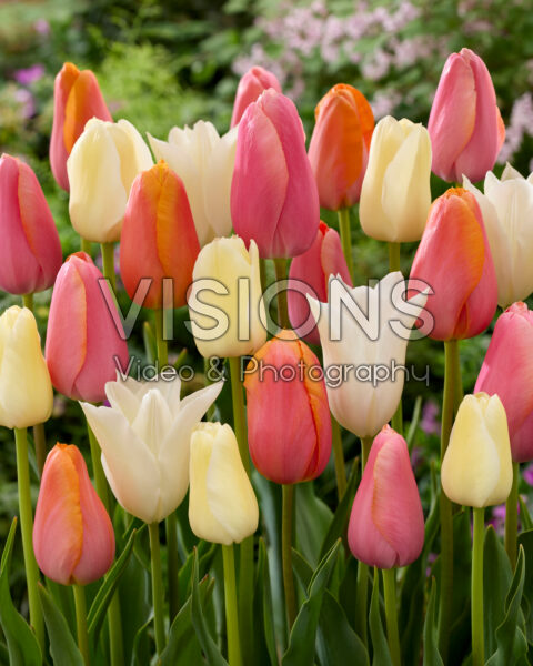 Tulipa pastel mix Tulipa pastel mix
