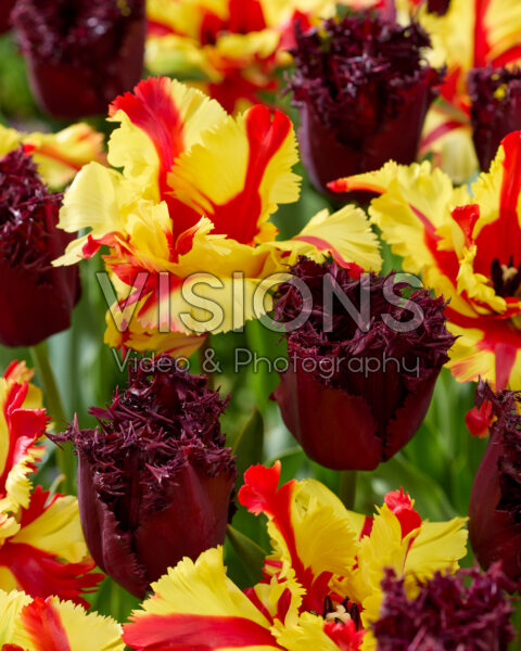 Tulipa Flaming Parrot, Labrador Tulipa Flaming Parrot, Labrador