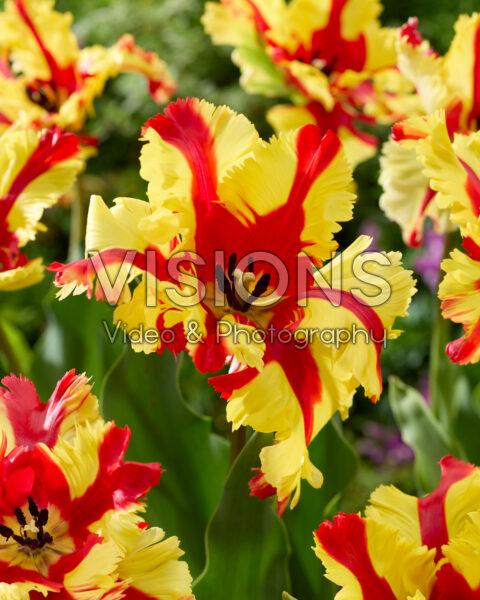 Tulipa Flaming Parrot Tulipa Flaming Parrot