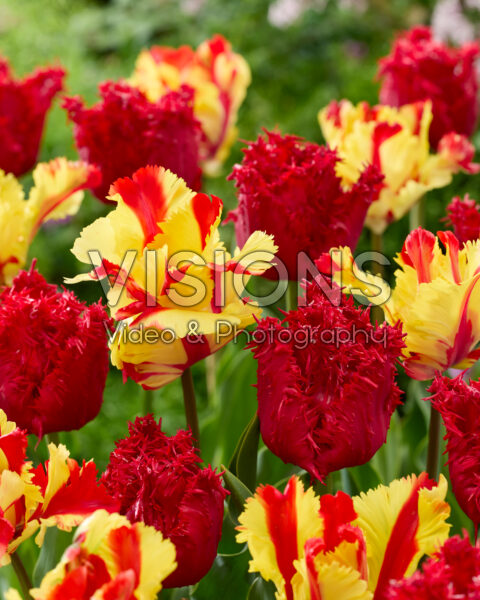 Tulipa Flaming Parrot, Barbados Tulipa Flaming Parrot, Barbados