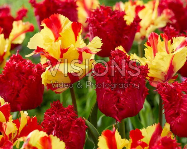 Tulipa Flaming Parrot, Barbados Tulipa Flaming Parrot, Barbados