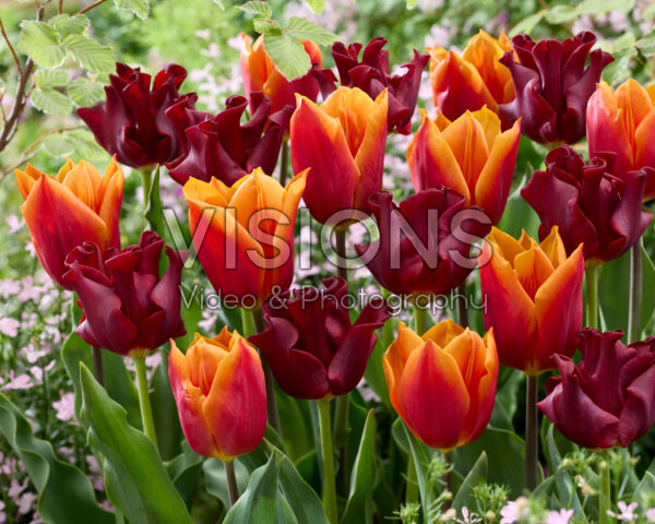 Tulipa Red Dress, Titan