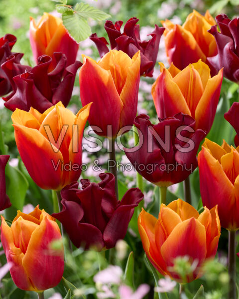 Tulipa Red Dress, Titan Tulipa Red Dress, Titan