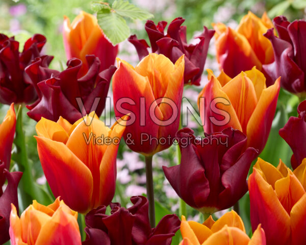 Tulipa Red Dress, Titan Tulipa Red Dress, Titan