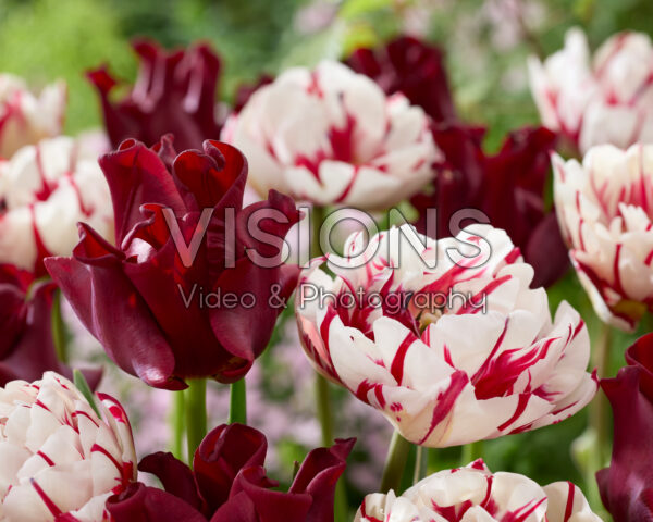 Tulipa Carnaval de Nice, Red Dress Tulipa Carnaval de Nice, Red Dress