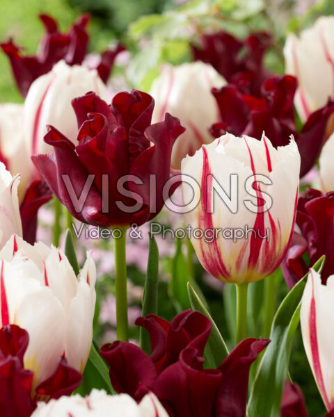Tulipa Happy Generation, Red Dress Tulipa Happy Generation, Red Dress