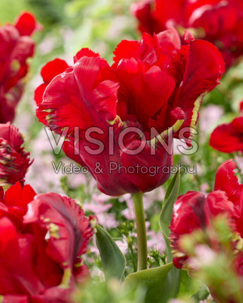 Tulipa Seadov Parrot Tulipa Seadov Parrot