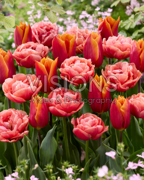 Tulipa Copper Image, Titan Tulipa Copper Image, Titan