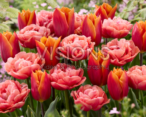 Tulipa Copper Image, Titan Tulipa Copper Image, Titan
