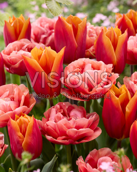 Tulipa Copper Image, Titan Tulipa Copper Image, Titan