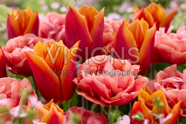Tulipa Copper Image, Titan Tulipa Copper Image, Titan