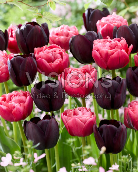 Tulipa Queen of Night, Wedding Gift Tulipa Queen of Night, Wedding Gift