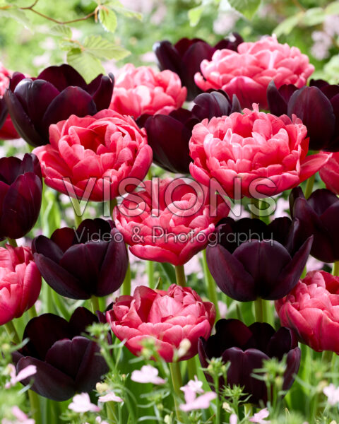 Tulipa Queen of Night, Wedding Gift Tulipa Queen of Night, Wedding Gift