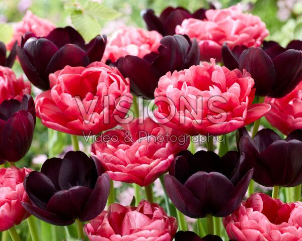 Tulipa Queen of Night, Wedding Gift Tulipa Queen of Night, Wedding Gift