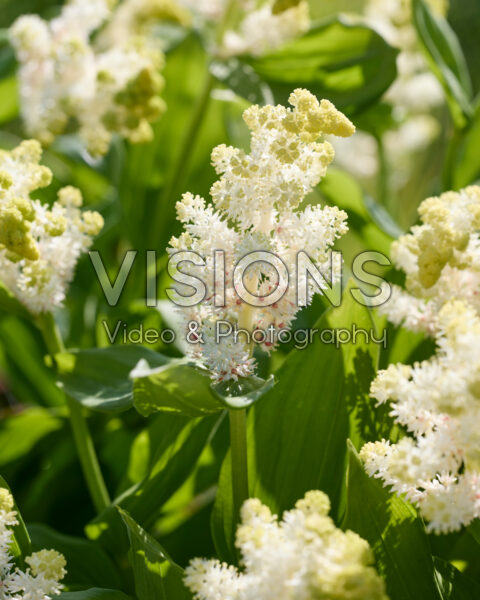 Maianthemum racemosum Maianthemum racemosum